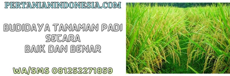 padi,budidaya,budidaya padi,budidaya tanaman padi,oryza sativa